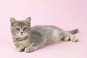 Cat - kitten 12 weeks old