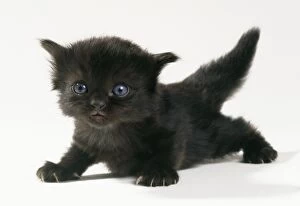 CAT - Kitten, 20 days old