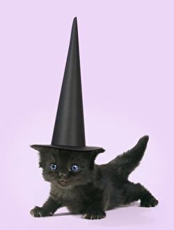 Cat - kitten 20 days old wearing large conical Witch hat