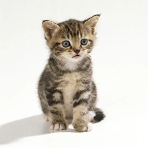 Images Dated 9th March 2010: Cat - kitten 35 days old