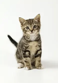 Cat - kitten 55 days old