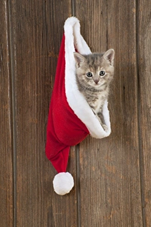 CAT - Kitten (6 weeks) in Christmas hat CAT - Kitten (6 weeks) in Christmas hat