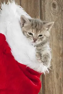 Stocking Prints: CAT - Kitten (6 weeks) in christmas stocking