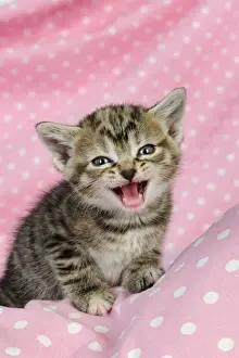 Miaowing Prints: Cat. Kitten (6 weeks old) with mouth open on pink background