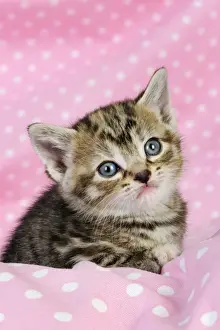 Cat. Kitten (6 weeks old) on pink background