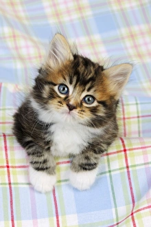 Images Dated 10th July 2009: Cat. Kitten (7 weeks old)
