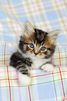 Images Dated 10th July 2009: Cat. Kitten (7 weeks old)