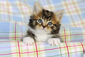 Images Dated 10th July 2009: Cat. Kitten (7 weeks old)