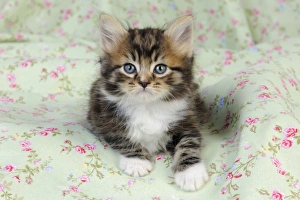Images Dated 10th July 2009: Cat. Kitten (7 weeks old)