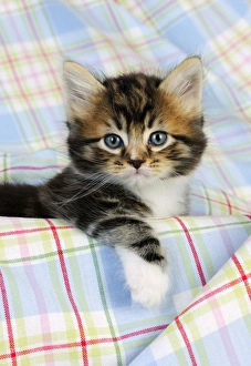 Images Dated 10th July 2009: Cat. Kitten (7 weeks old)
