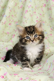 Images Dated 10th July 2009: Cat. Kitten (7 weeks old)