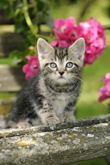 Images Dated 10th July 2009: Cat. Kitten (7 weeks old)