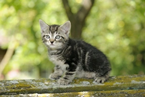 Images Dated 10th July 2009: Cat. Kitten (7 weeks old)