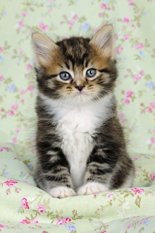 Images Dated 10th July 2009: Cat. Kitten (7 weeks old)