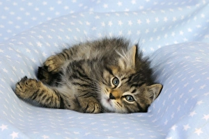 Images Dated 10th July 2009: Cat. Kitten (7 weeks old) on blue background