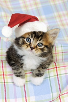 Images Dated 10th July 2009: Cat. Kitten (7 weeks old) Digital Manipulation: Hat (JD)