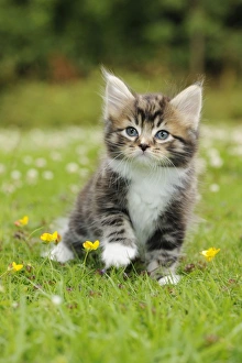 Images Dated 10th July 2009: Cat. Kitten (7 weeks old) on grass