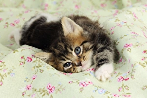 Images Dated 10th July 2009: Cat. Kitten (7 weeks old) laying down