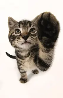 Tabbies Prints: CAT, kitten 7 weeks old, paw up to camera, selfie, studio, white background