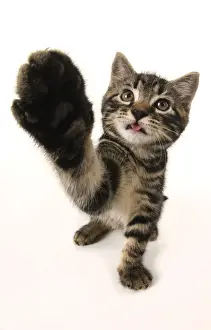 CAT, kitten 7 weeks old, paw up to camera, selfie, studio, white background