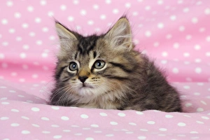 Images Dated 10th July 2009: Cat. Kitten (7 weeks old) on pink background