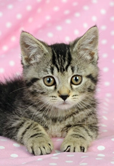 Images Dated 10th July 2009: Cat. Kitten (7 weeks old) on pink background