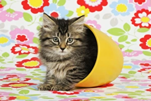 Images Dated 10th July 2009: Cat. Kitten (7 weeks old) in plant pot