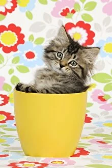 Images Dated 10th July 2009: Cat. Kitten (7 weeks old) in plant pot
