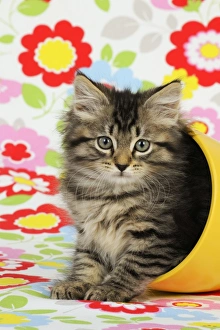 Images Dated 10th July 2009: Cat. Kitten (7 weeks old) in plant pot