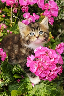 Images Dated 10th July 2009: Cat. Kitten (7 weeks old) sitting amongst pink plants