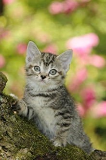 Images Dated 10th July 2009: Cat. Kitten (7 weeks old) in tree