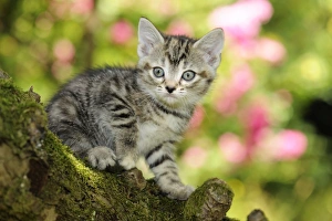Images Dated 10th July 2009: Cat. Kitten (7 weeks old) in tree