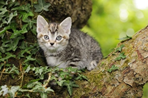 Images Dated 10th July 2009: Cat. Kitten (7 weeks old) in tree