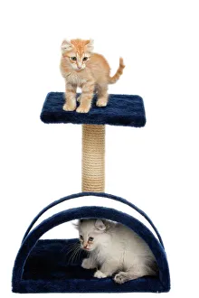 CAT - Kittens two under cushion