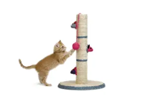 Cat - kitten on activity play centre / scratch post