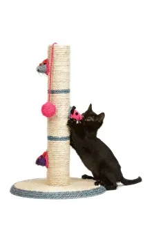 Toys Prints: Cat - kitten on activity play centre / scratch post