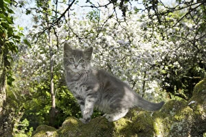 Images Dated 14th May 2020: CAT. Kitten up an apple tree with blossom