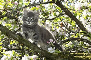 Images Dated 6th May 2020: CAT. Kitten up an apple tree with blossom