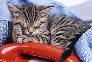 Telephone Prints: Cat - kitten asleep with telephone