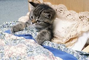 Cat - Kitten in Bed