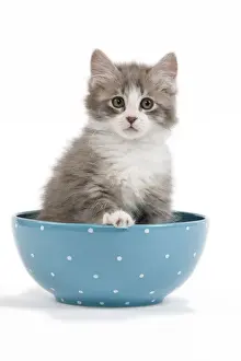 Kitten Prints: Cat - kitten in blue bowl