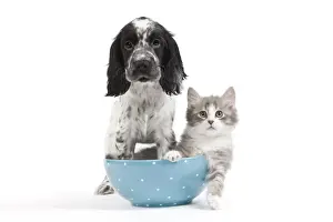 With Bowl Prints: Cat - kitten in blue bowl with English Cocker Spaniel in studio