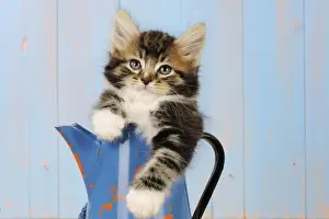 Kitten Prints: Cat - Kitten in blue jug