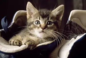 Boot Prints: Cat - kitten in boots