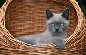Short Hair Prints: Cat - Kitten, british shorthair in basket