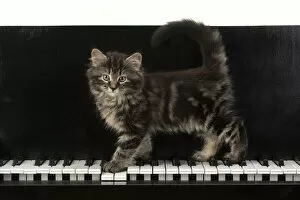 CAT. Kitten, brown tabby (8 weeks old )standing on a piAno keys