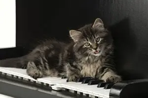 CAT. Kitten, brown tabby (8 weeks old ) laying on a piano keys