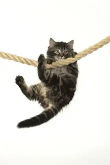 CAT. Kitten, brown tabby (8 weeks old ) playing / hanging on to a rope, studio