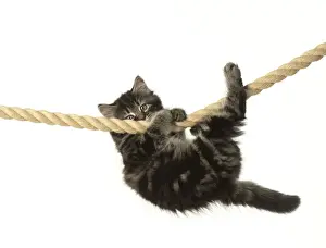 CAT. Kitten, brown tabby (8 weeks old ) playing / hanging on to a rope, studio