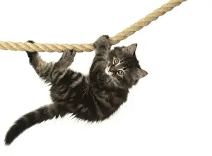 CAT. Kitten, brown tabby (8 weeks old ) playing / hanging on to a rope, studio